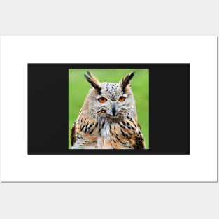 Eurasian Eagle Owl Posters and Art